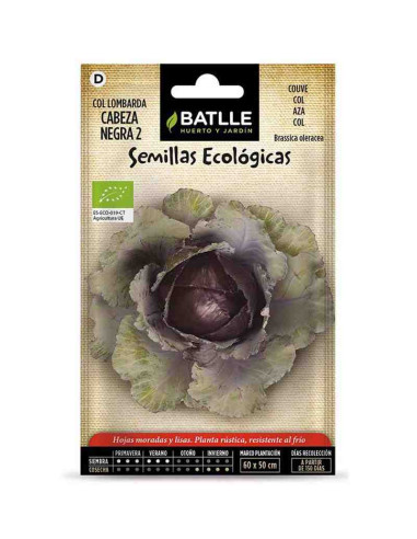 Semillas ecológicas de col lombarda cabeza negra
