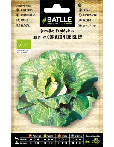 Semillas ecológicas de col Corazón de Buey