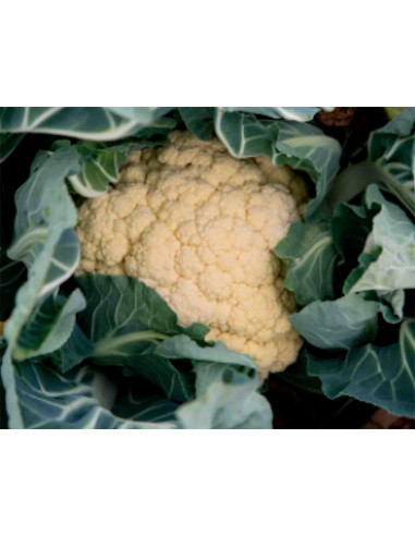 Semillas ecológicas de coliflor oreja de asno