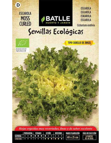 Semillas ecológicas de escarola cabello de ángel