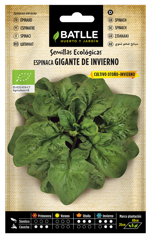 Semillas ecológicas de espinaca gigante de invierno