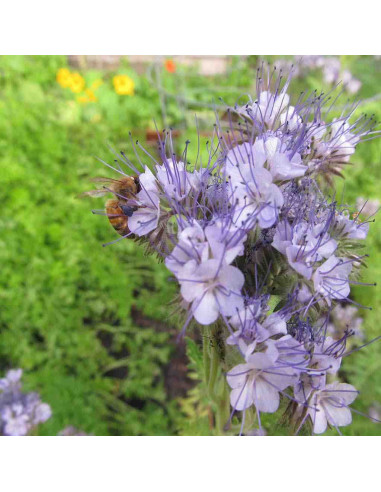 Semillas ecológicas de facelia (Phacelia tanacetifolia) 100m2+vermiculita 2