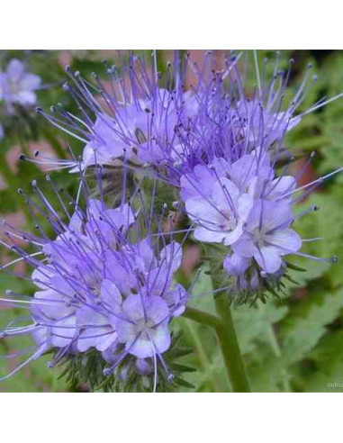 Semillas ecológicas de facelia (Phacelia tanacetifolia) 5kg