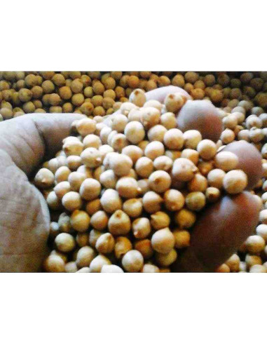 Semillas ecológicas de garbanzo molleric