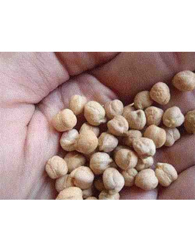 Semillas ecológicas de garbanzo pedrosillano