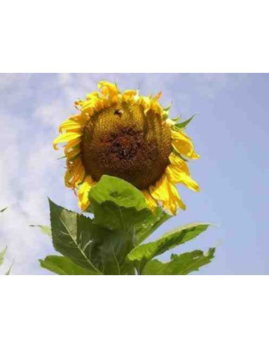 Semillas ecológicas de girasol gigante 1