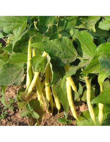 Semillas ecológicas de judía amarilla mata baja