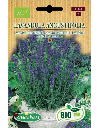 Semillas ecológicas de lavanda (Lavandula angustifolia) 1