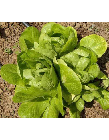 Semillas ecológicas de lechuga de tres ojos
