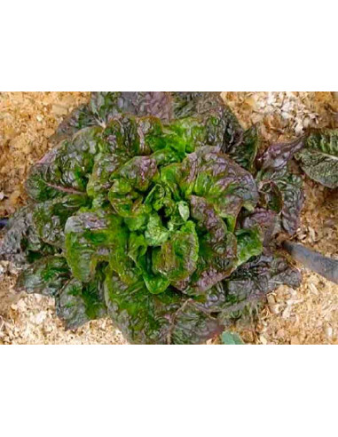 Semillas ecológicas de lechuga 