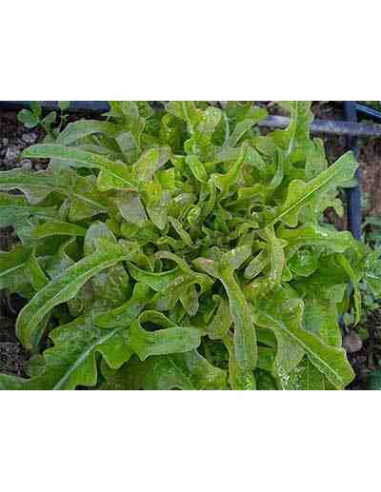 Semillas ecológicas de lechuga lengua de buey