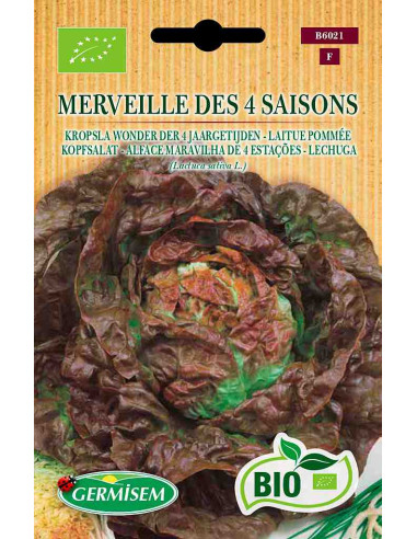 Semillas ecológicas de lechuga Maravilla 4 Estaciones