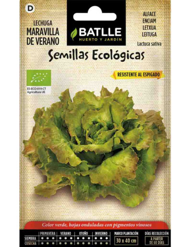 Semillas ecológicas de lechuga maravilla de verano
