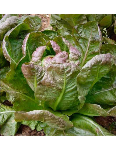 Semillas ecológicas de lechuga morella
