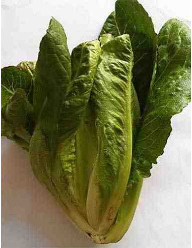 Semillas ecológicas de lechuga romana del Prat