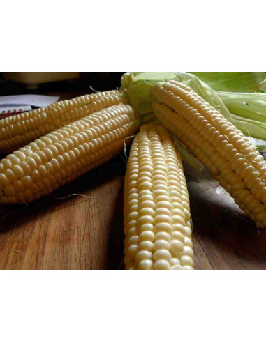 Semillas ecológicas de maíz dulce de la tía María