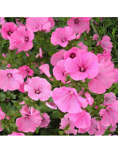 Semillas ecológicas de Malva Real