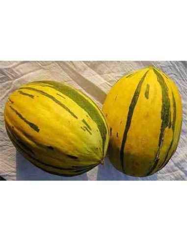 Semillas ecológicas de melón alozaina