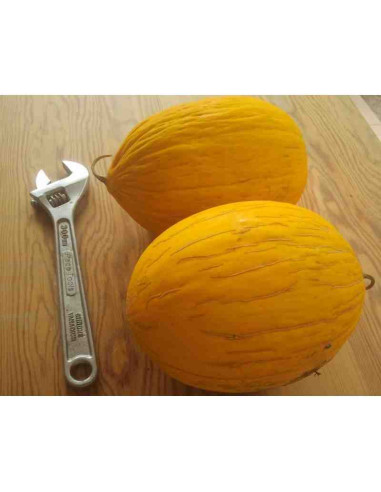 Semillas ecológicas de melón amarillo