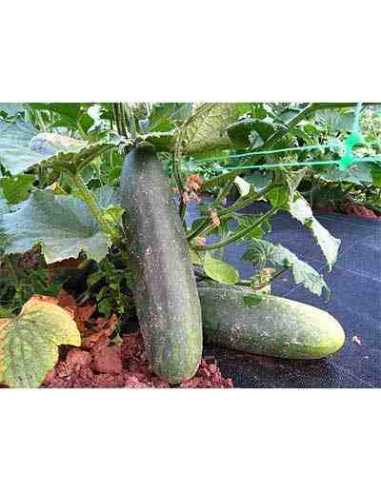 Semillas ecológicas de pepino del país