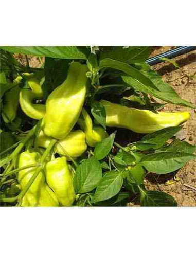 Semillas ecológicas de pimiento blanco de Berga