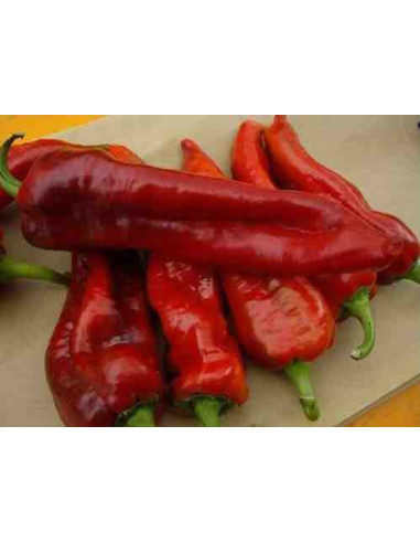 Semillas ecológicas de pimiento de cuerno o 