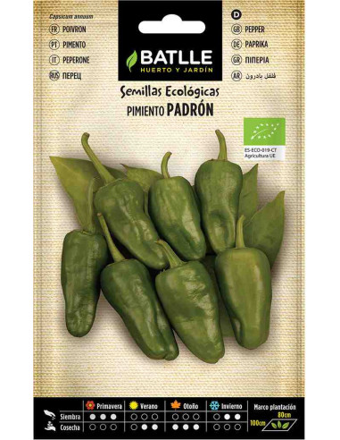 Semillas ecológicas de pimiento del Padrón