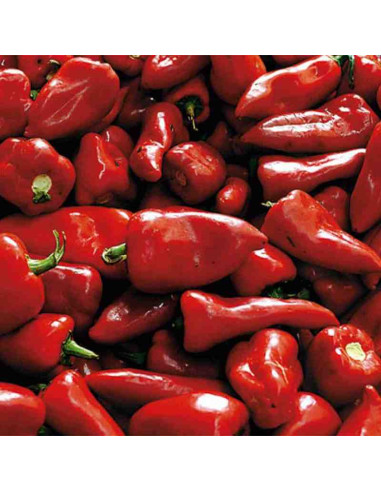 Semillas ecológicas de Pimiento del Piquillo