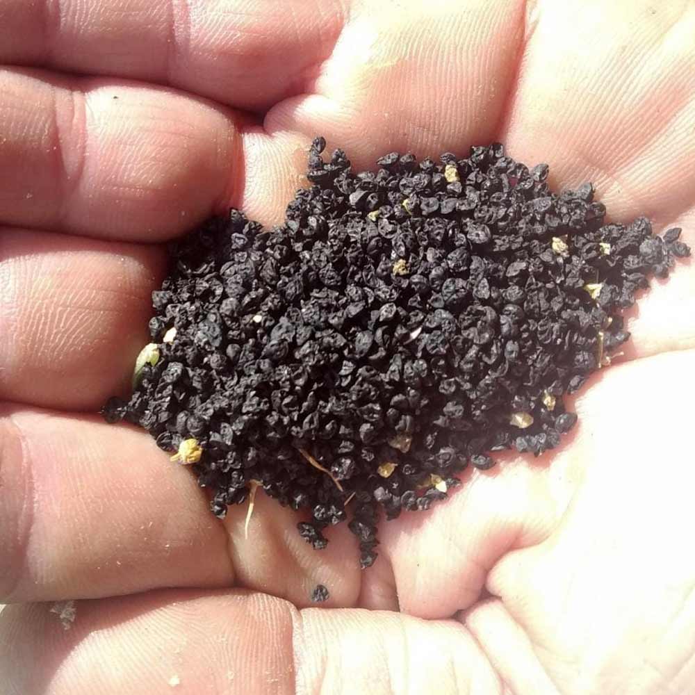 Semillas ecológicas de puerro lancia 2