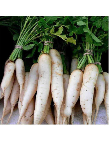 Semillas ecológicas de rábano Daikon