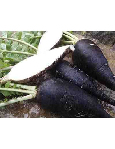 Semillas ecológicas de rábano negro