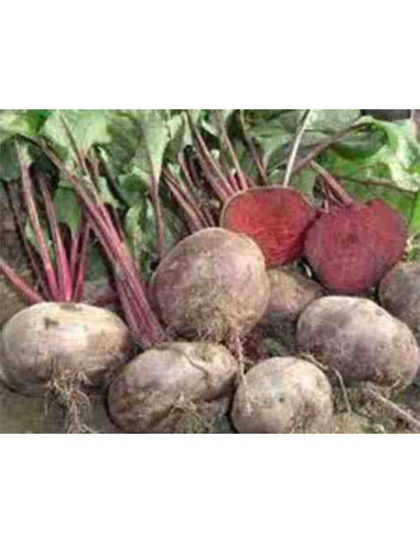 Semillas ecológicas de remolacha chata de Egipto