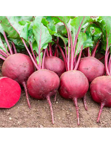 Semillas ecológicas de remolacha Detroit 2 100g