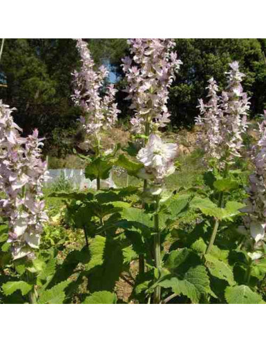 Semillas ecológicas de salvia romana
