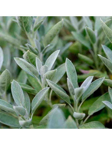 Semillas ecológicas de Salvia