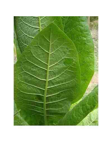 Semillas ecológicas de tabaco de pota