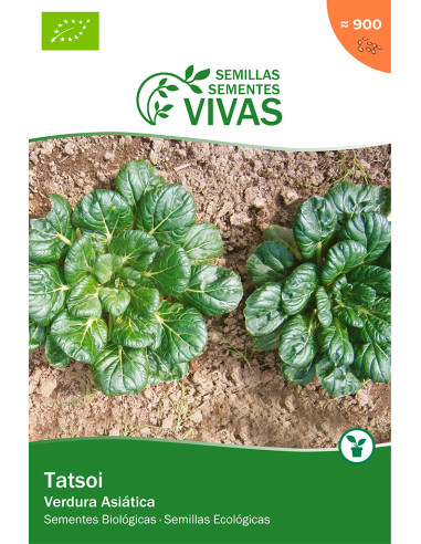Semillas ecológicas de Tatsoi (verdura asiática)