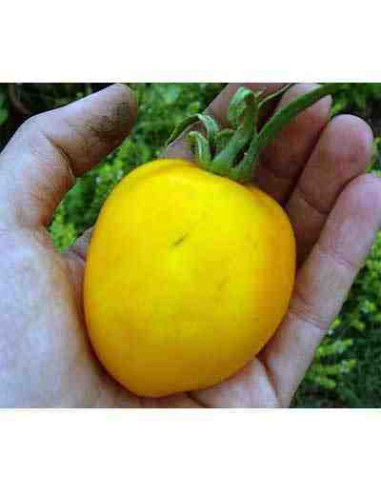 Semillas ecológicas de tomate albaricoque