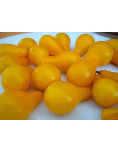 Semillas ecológicas de tomate bombilla amarillo