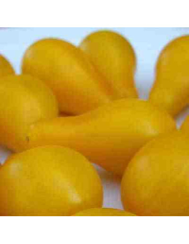 Semillas ecológicas de tomate bombilla amarillo