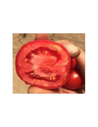Semillas ecológicas de tomate pera Delta 2