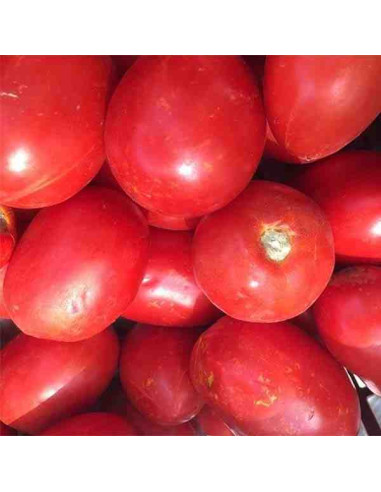 Semillas ecológicas de tomate pera Delta 1