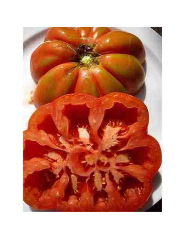 Semillas ecológicas de tomate rosa lleno