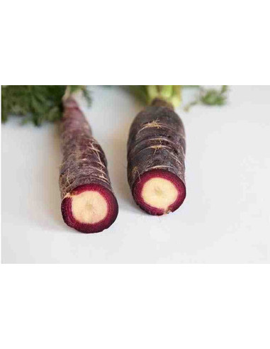 Semillas ecológicas de zanahoria morada de Montuïri