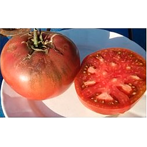 Semillas ecológicas de tomate negro carbón 1