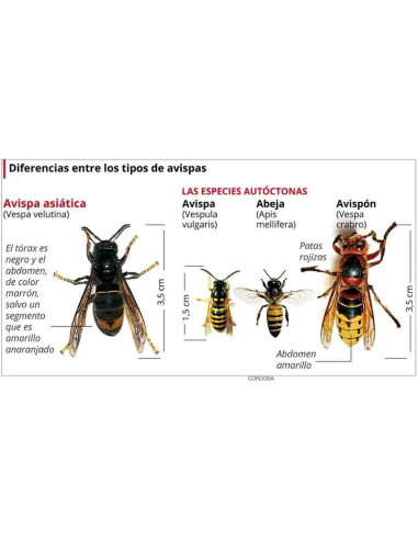 Trampa para la captura de la avispa asiática (Vespa velutina)