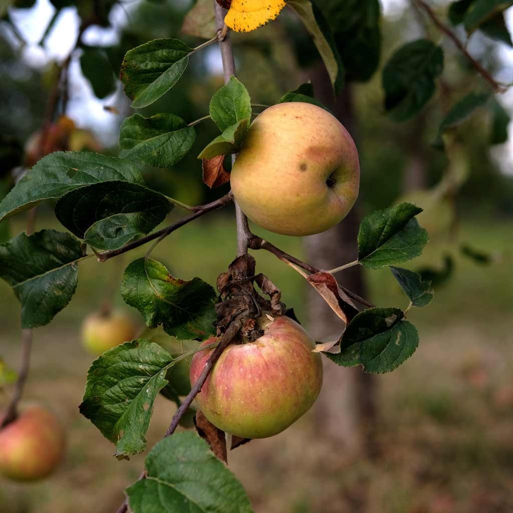 Tratamiento de otoño-invierno para árboles frutales