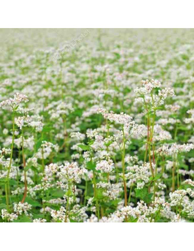 Semillas ecológicas de Trigo sarraceno o alforfón (Fagopyrum esculentum) 1kg 1