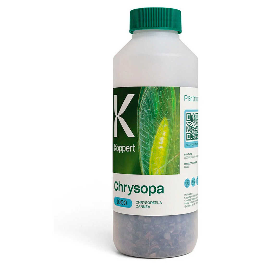 CHRYSOPA (Chrysoperla carnea) 1.000 larvas