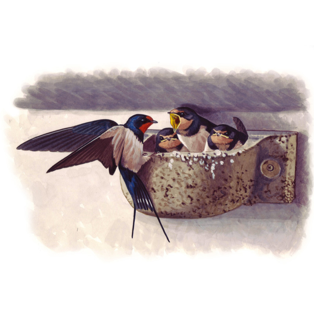 Nr. 10B Nido para golondrina común_1